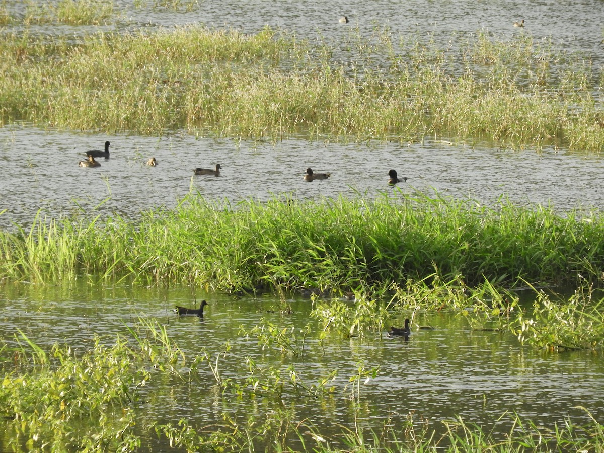 Common Gallinule - ML516630581