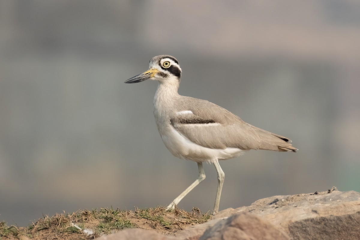 Great Thick-knee - Kalpesh Krishna