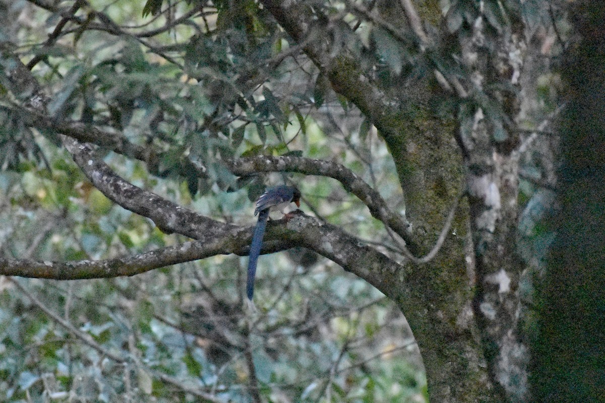 Red-billed Blue-Magpie - ML516631261