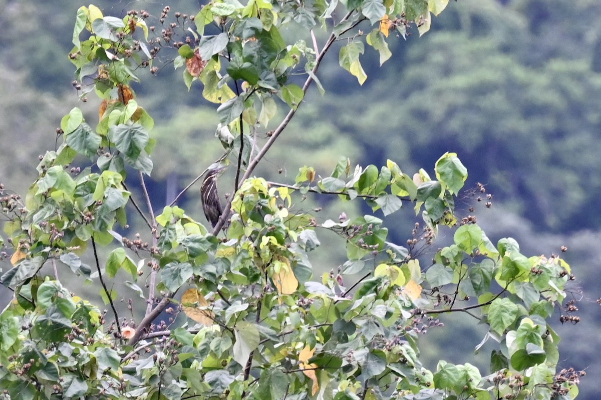 黃頸黑鷺 - ML516631291