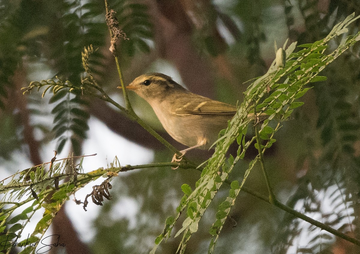 Blyth's Leaf Warbler - Debankur Saha