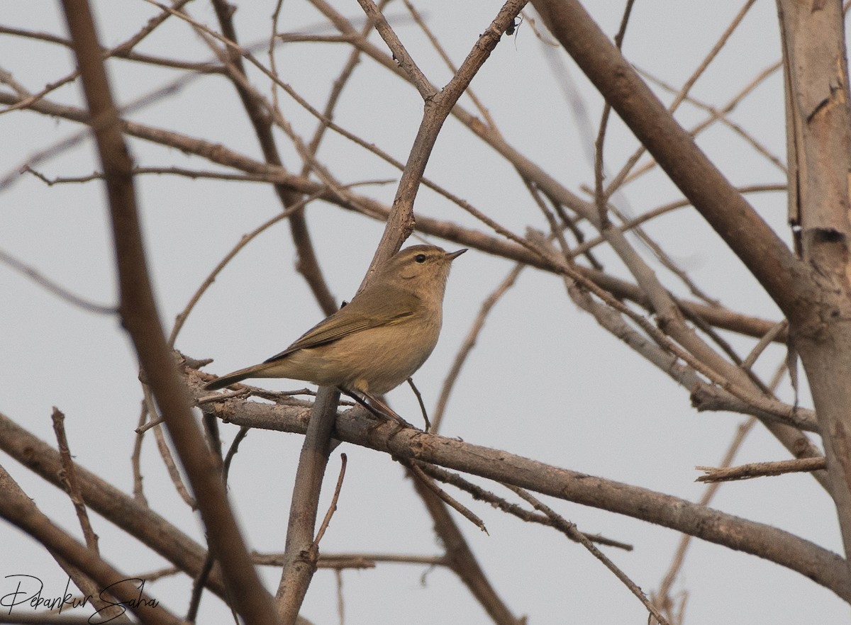 嘰喳柳鶯(tristis) - ML516631851