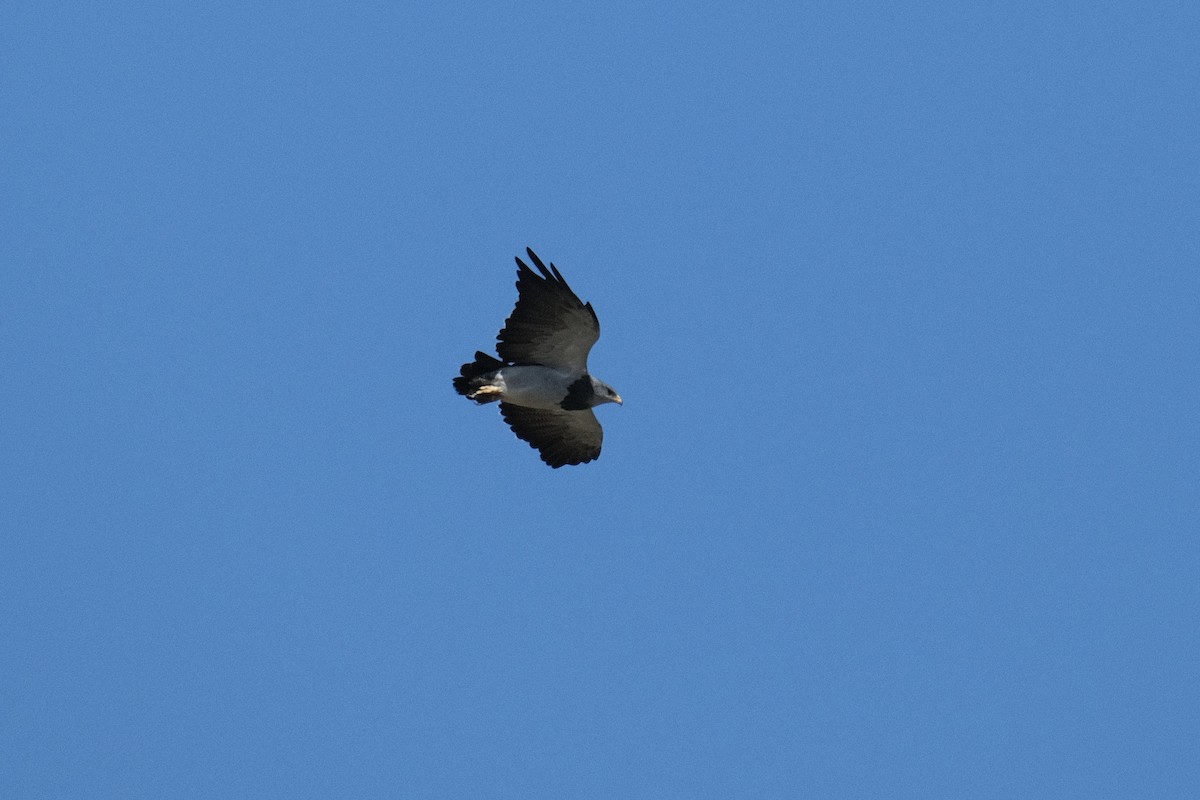 Black-chested Buzzard-Eagle - ML516631901