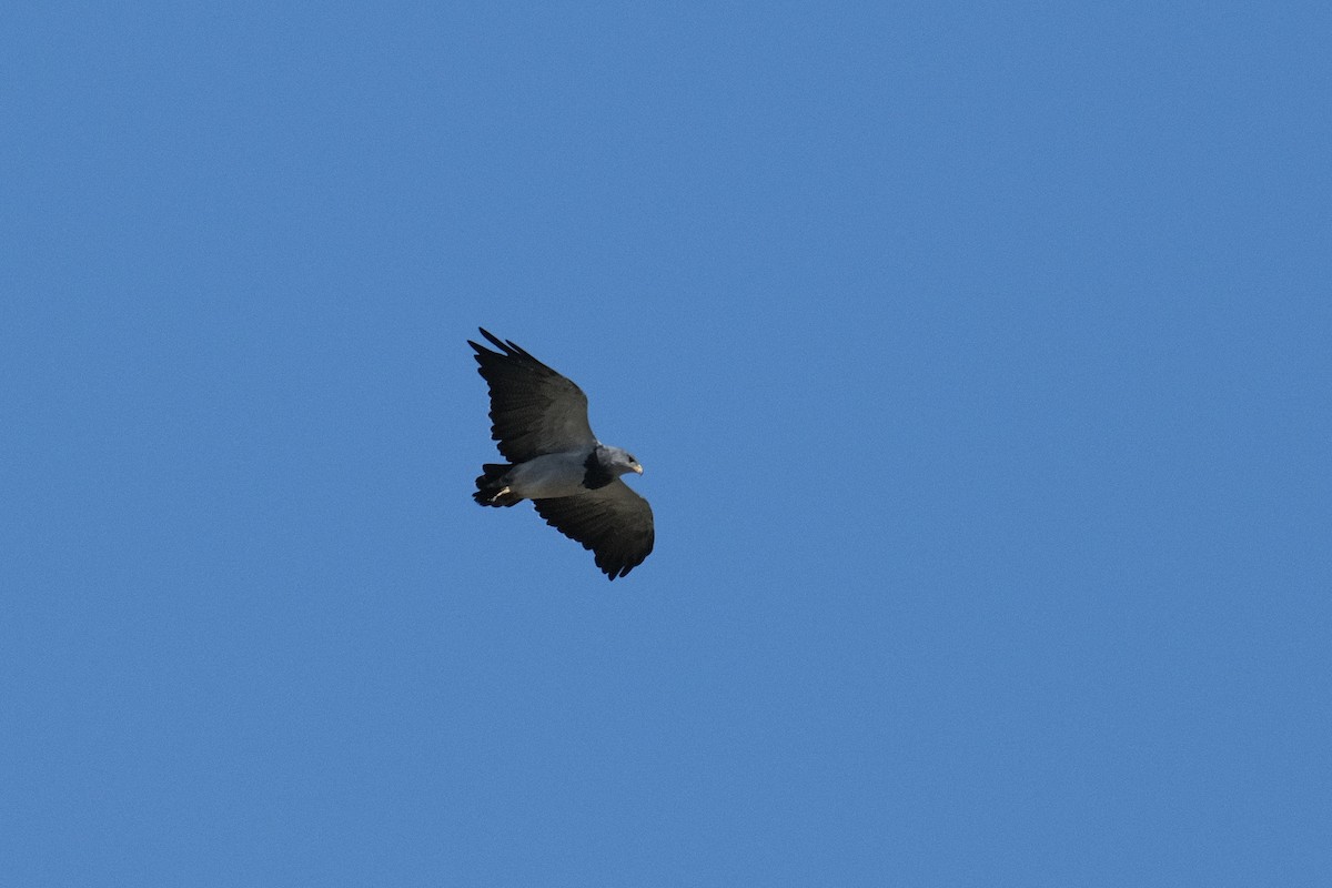 Black-chested Buzzard-Eagle - Austin C & Haocong R