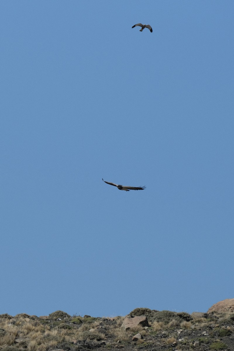 Black-chested Buzzard-Eagle - ML516631921