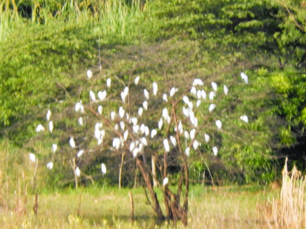 Western Cattle Egret - ML516631931