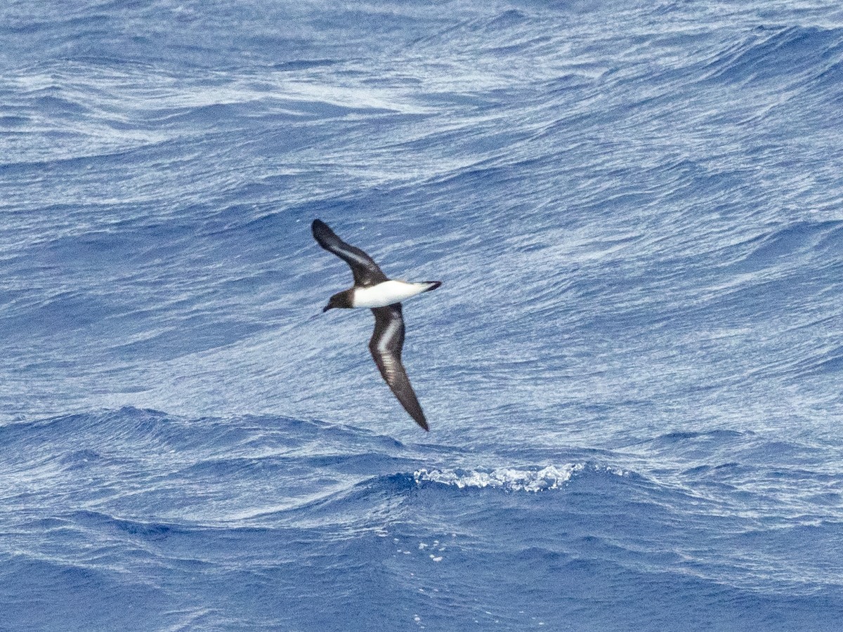 Tahiti Petrel - ML516632671