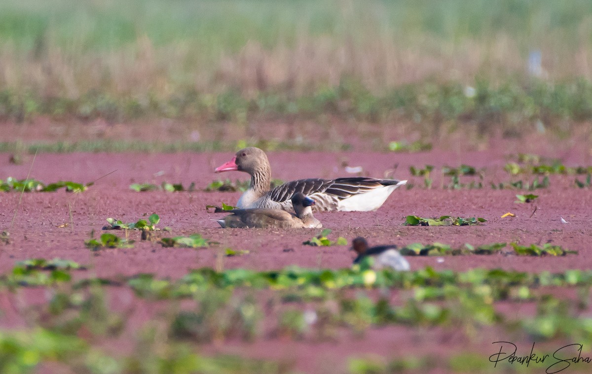 Graylag Goose - Debankur Saha