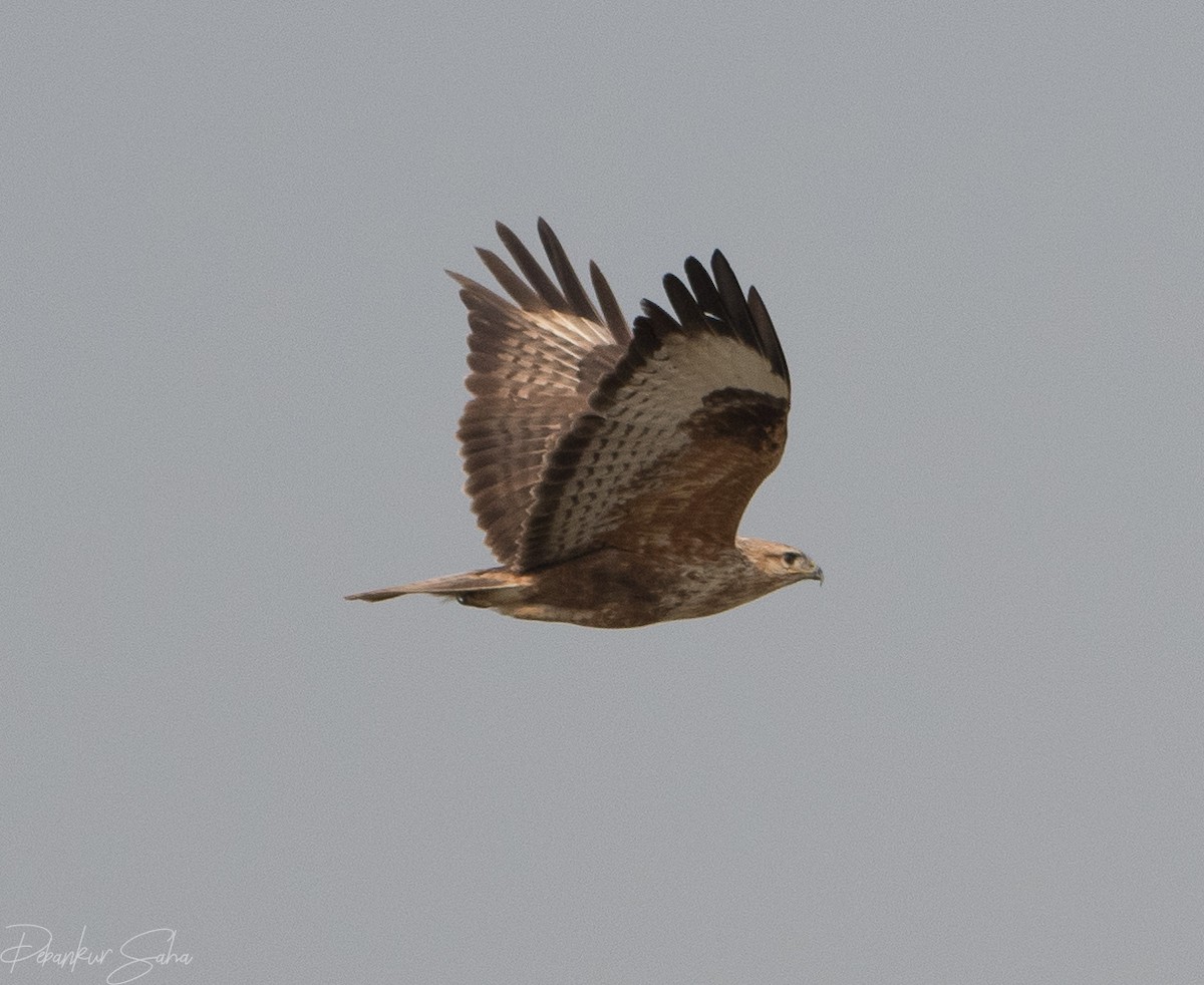 Long-legged Buzzard - Debankur Saha