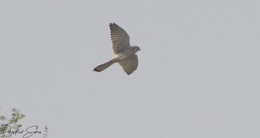 Eurasian Kestrel - Debankur Saha