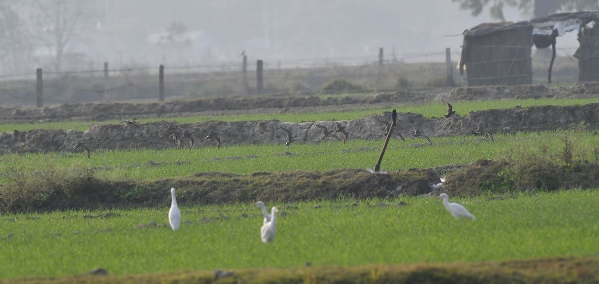 Pacific Golden-Plover - ML516634901