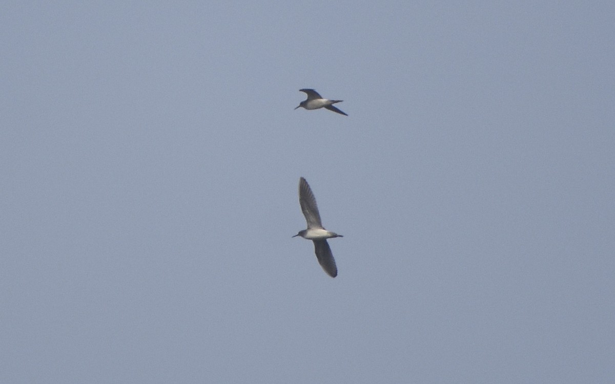 Green Sandpiper - ML516635381