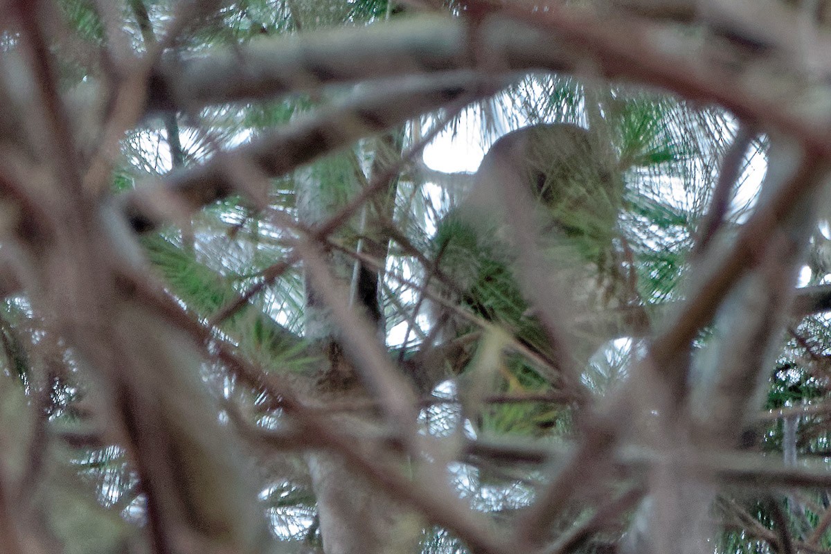 Northern Saw-whet Owl - ML51663601