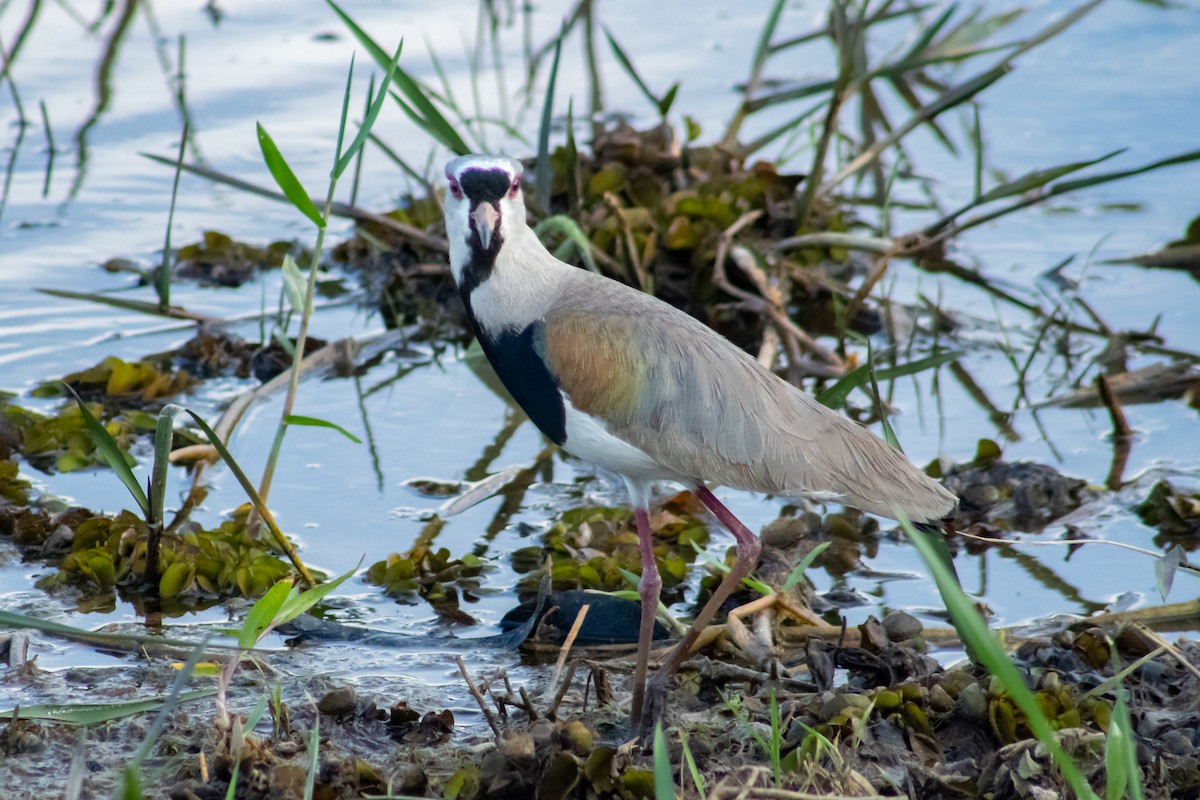 Southern Lapwing - Francisco Valdevino Bezerra Neto