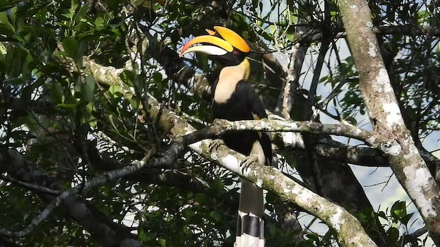 Great Hornbill - ML516636941
