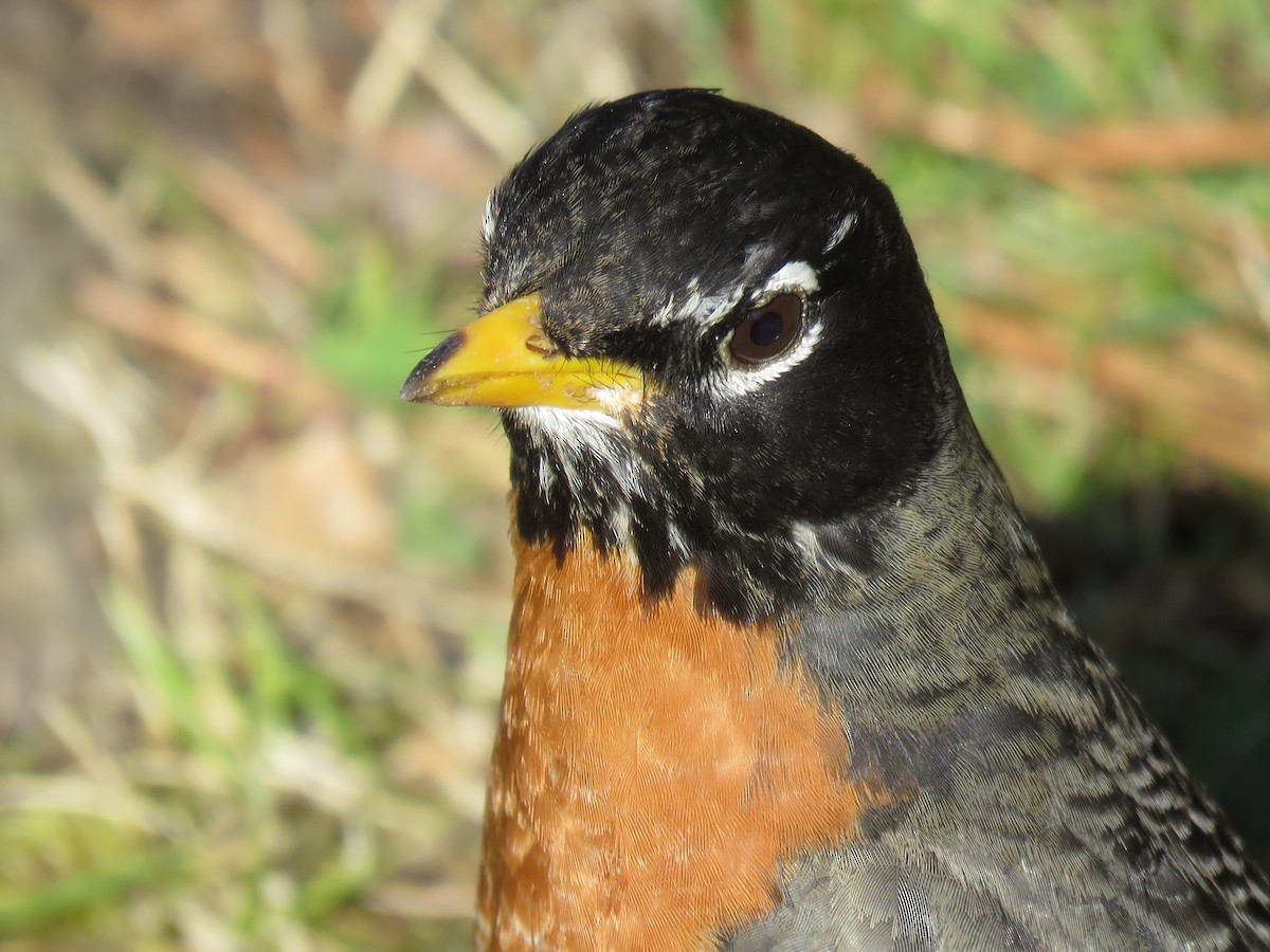 American Robin - ML51663711