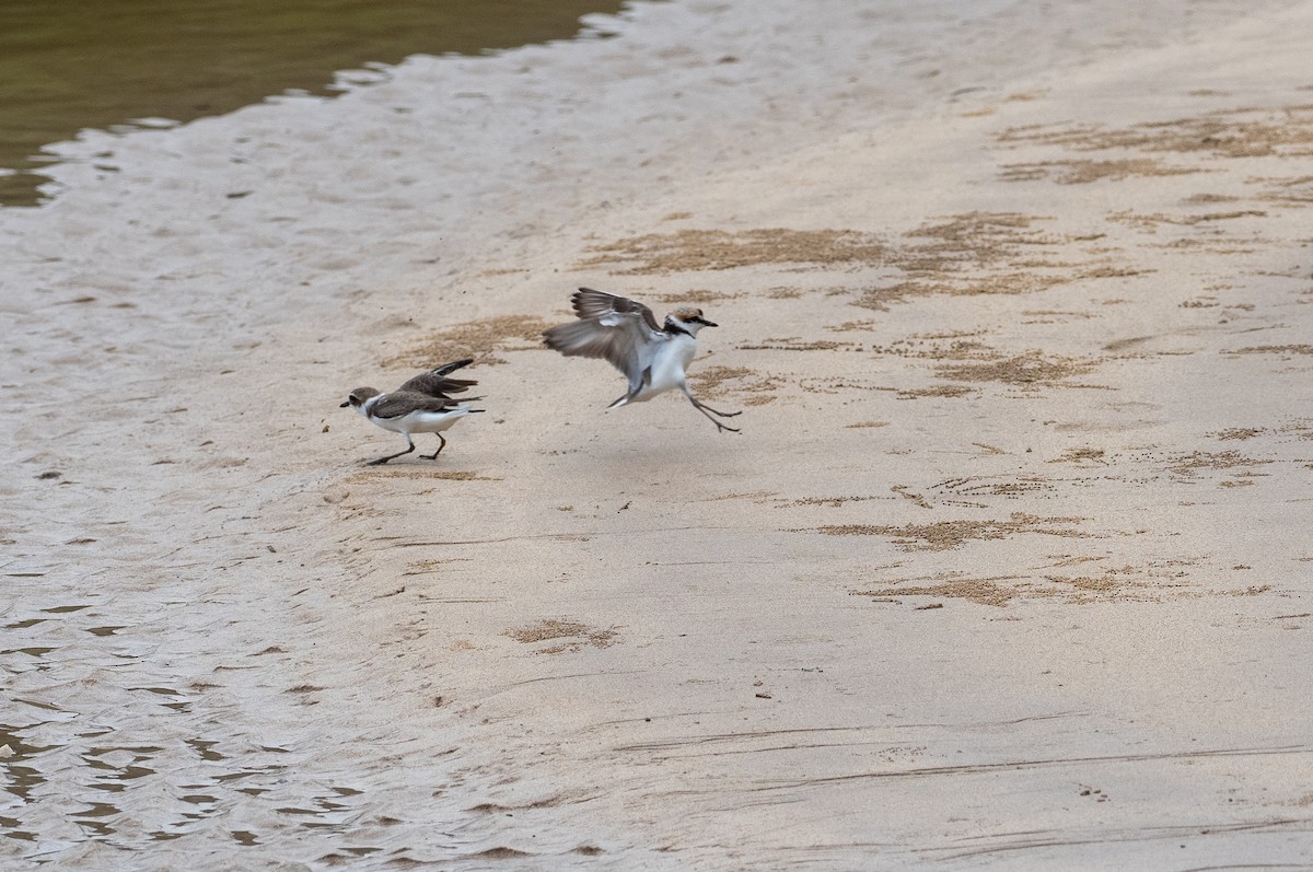 Malaysian Plover - ML516638431