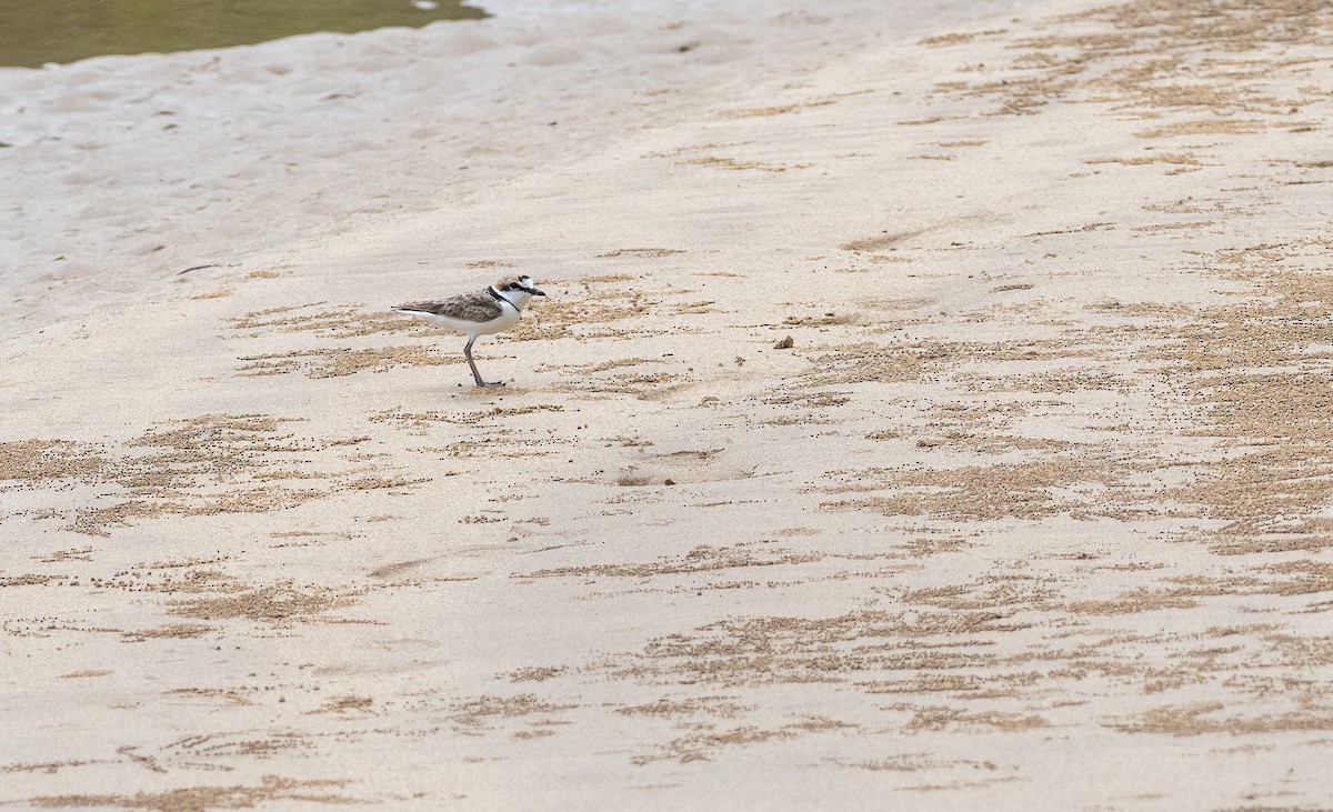 Malaysian Plover - Forest Botial-Jarvis