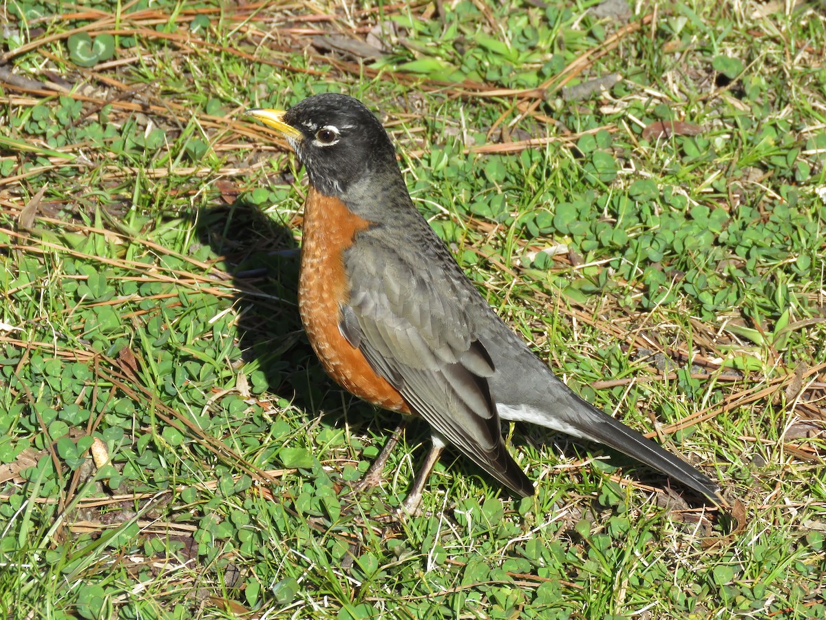 American Robin - ML51663851