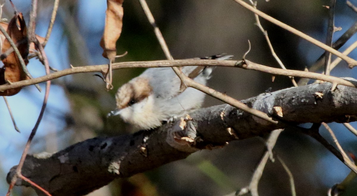 Brown-headed Nuthatch - ML516639011