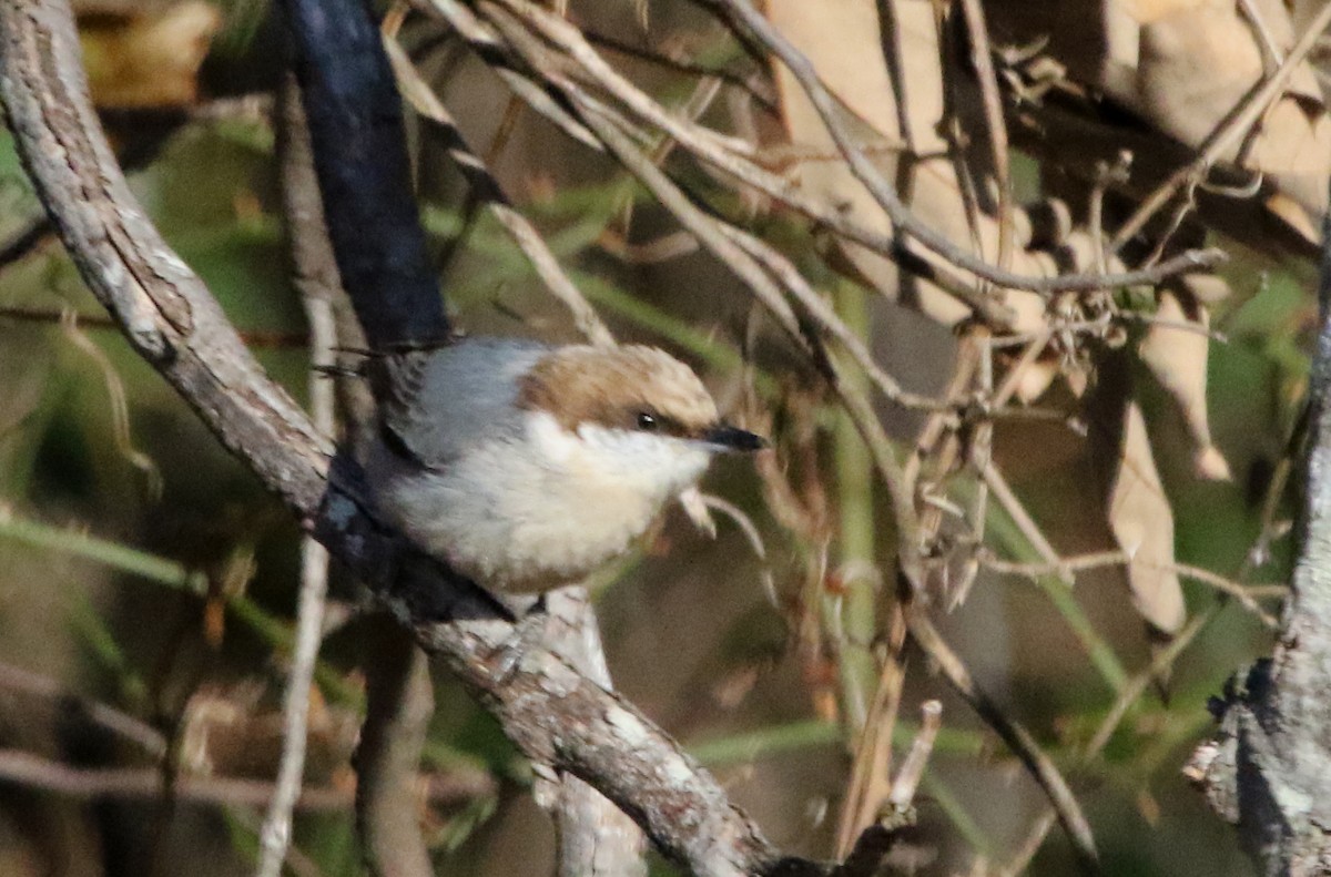 Brown-headed Nuthatch - ML516639021
