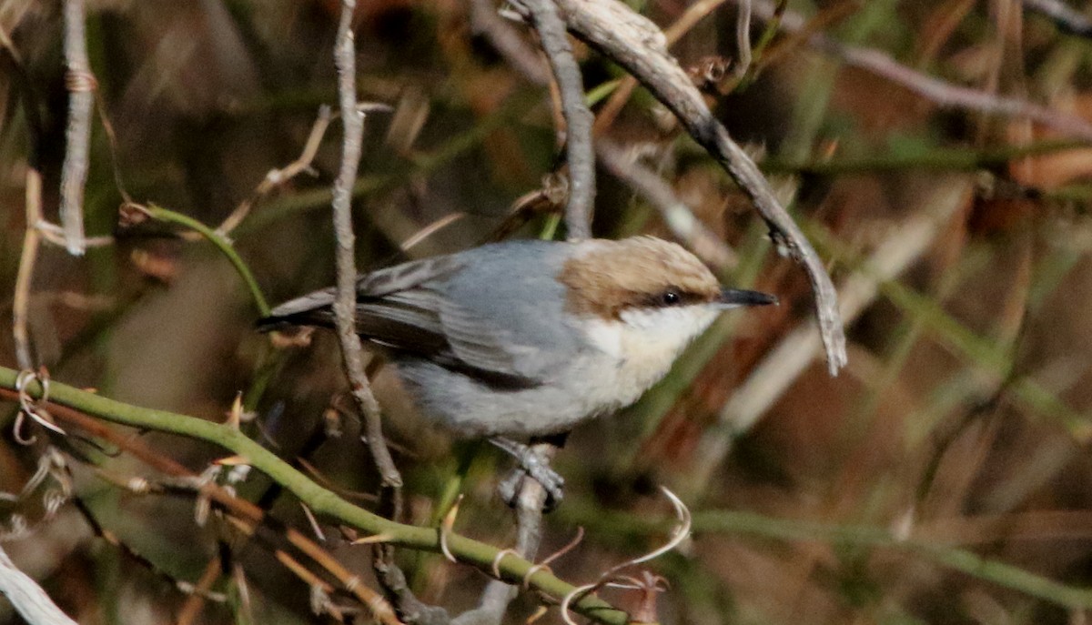 Brown-headed Nuthatch - ML516639031