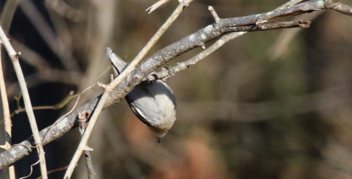 Brown-headed Nuthatch - ML516639041