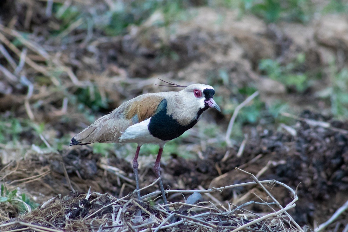 Southern Lapwing - Francisco Valdevino Bezerra Neto