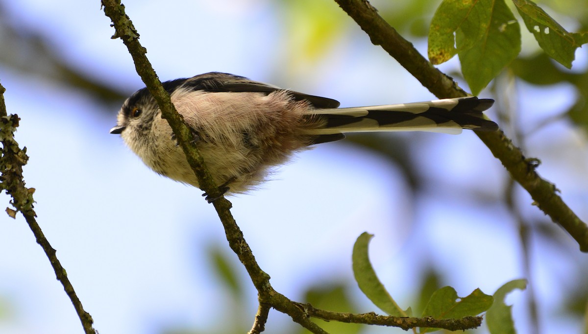 Long-tailed Tit - ML516640051