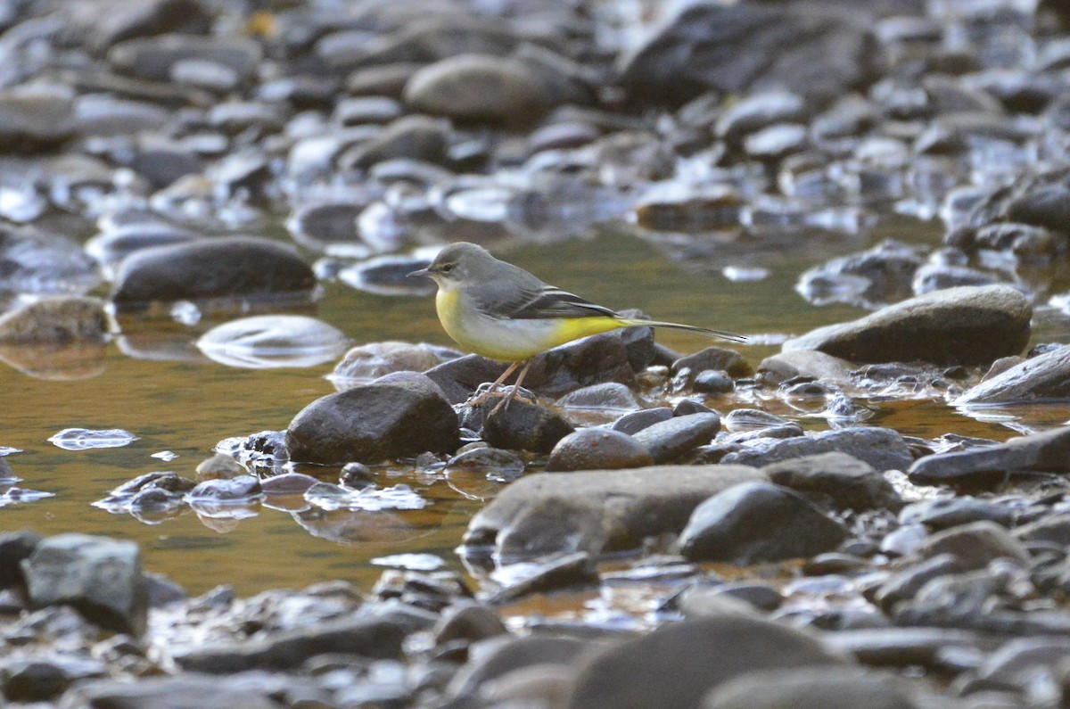 Gray Wagtail - ML516640161