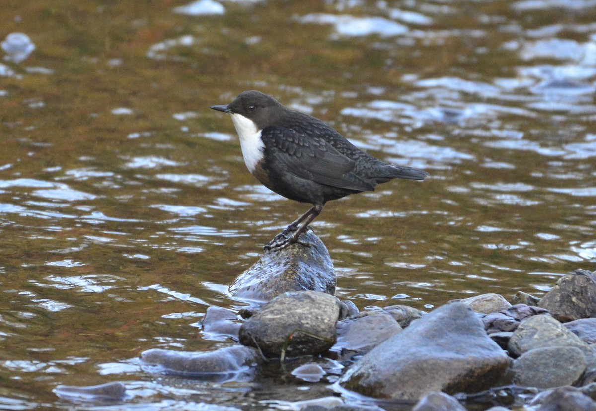 White-throated Dipper - ML516640311