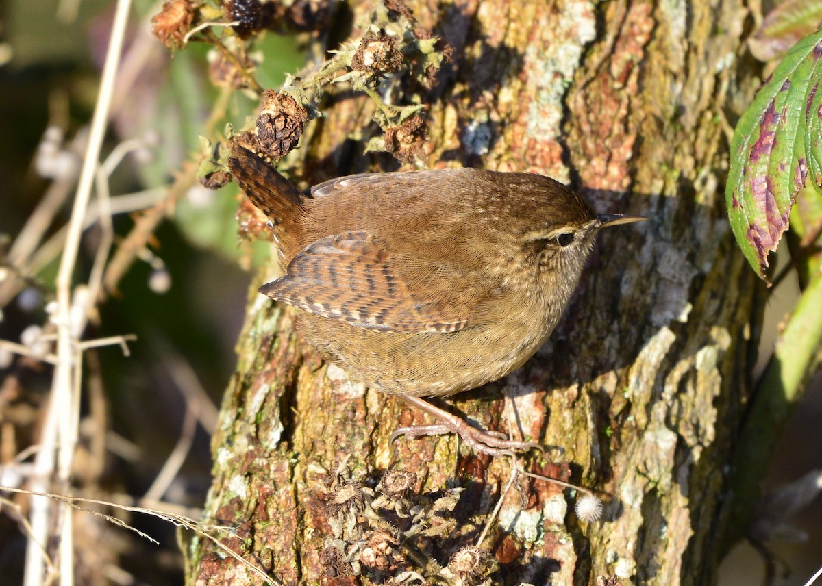 Eurasian Wren - ML516641261