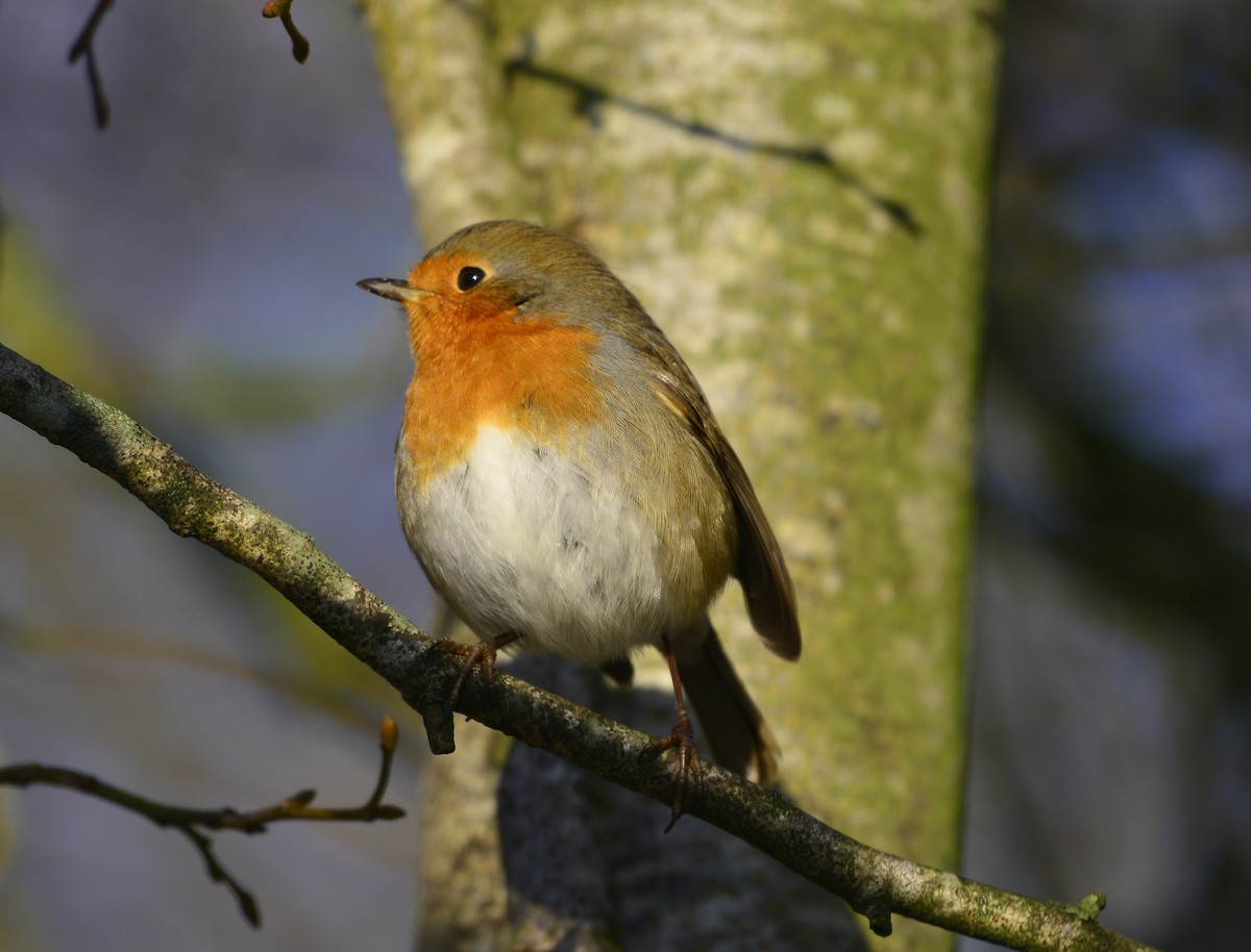 European Robin - Victor July