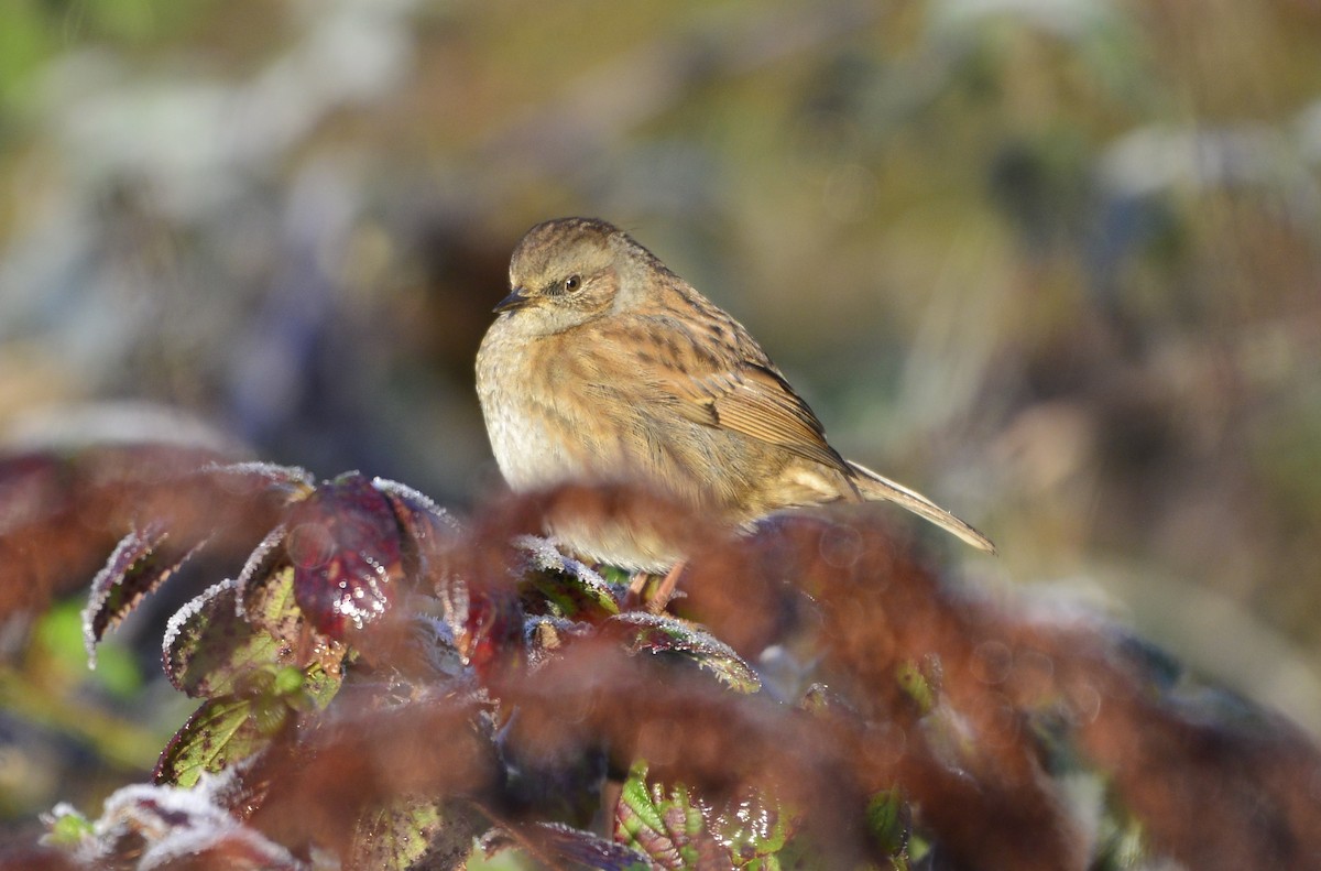 Dunnock - ML516641301