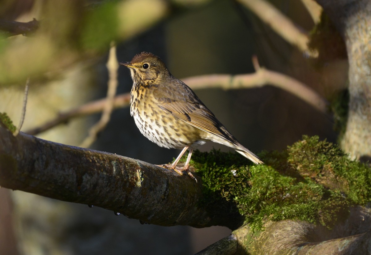 Song Thrush - ML516641841