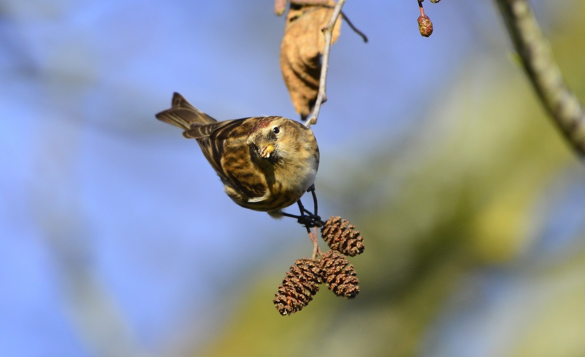 Lesser Redpoll - ML516641941