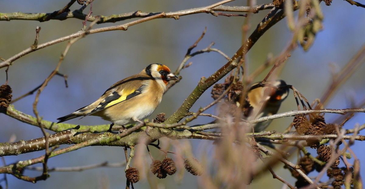 European Goldfinch - ML516641981