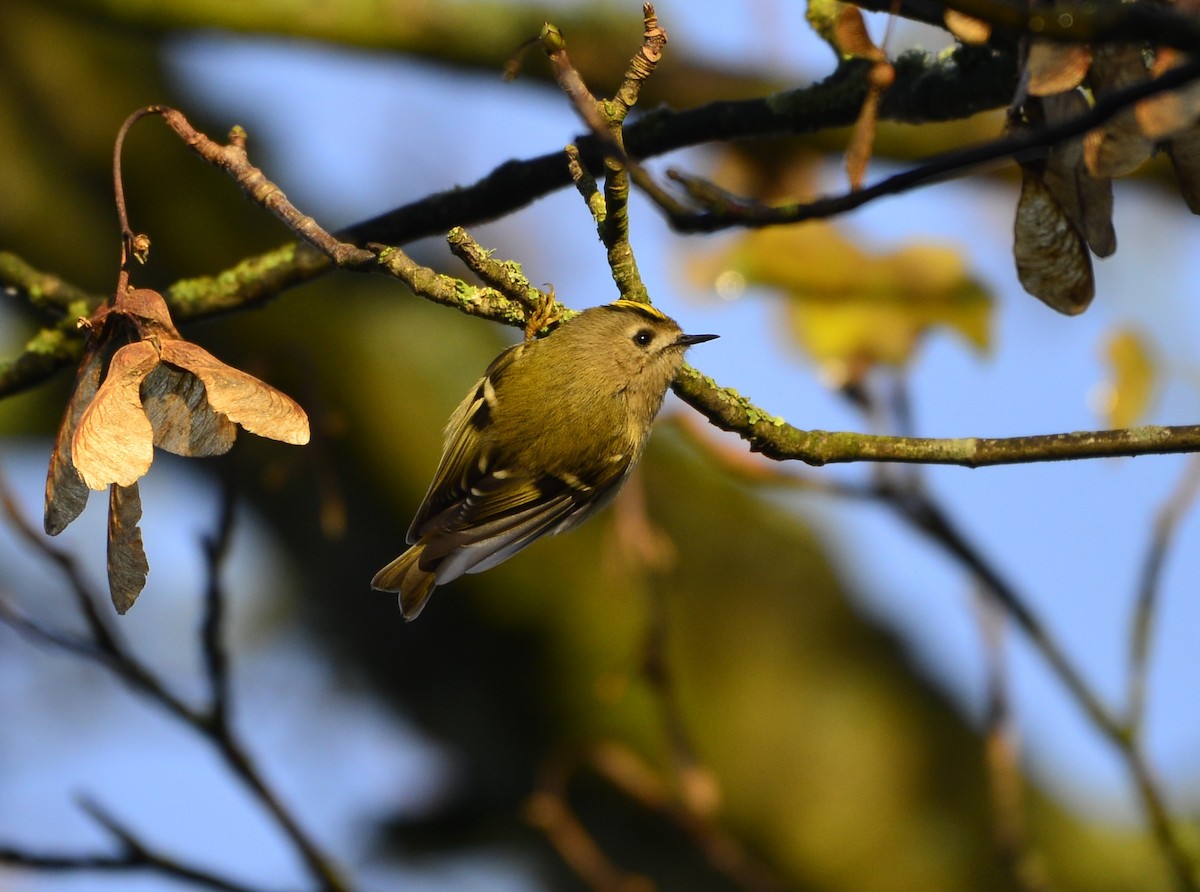 Goldcrest - Victor July