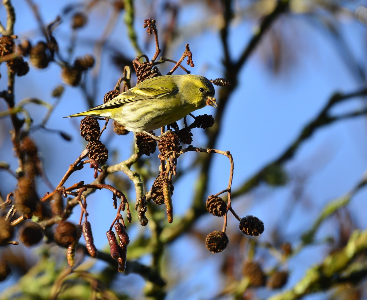 Eurasian Siskin - ML516642621