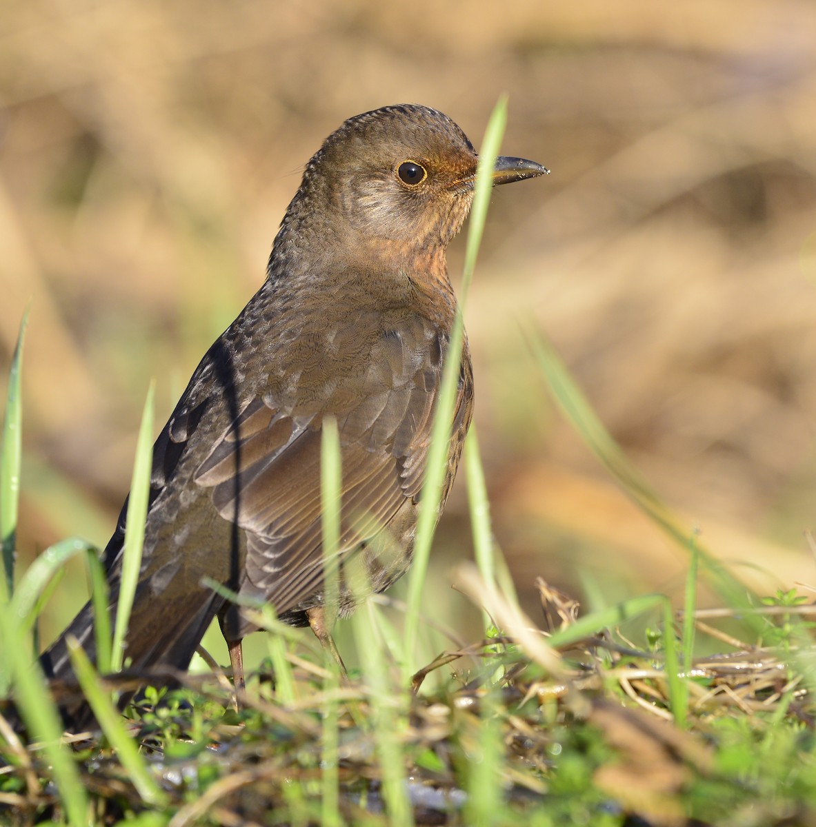 Eurasian Blackbird - ML516642781