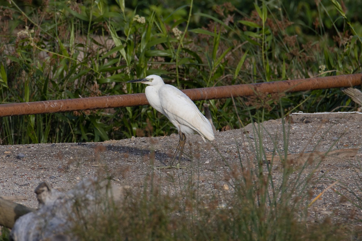 Pacific Reef-Heron - ML516644011