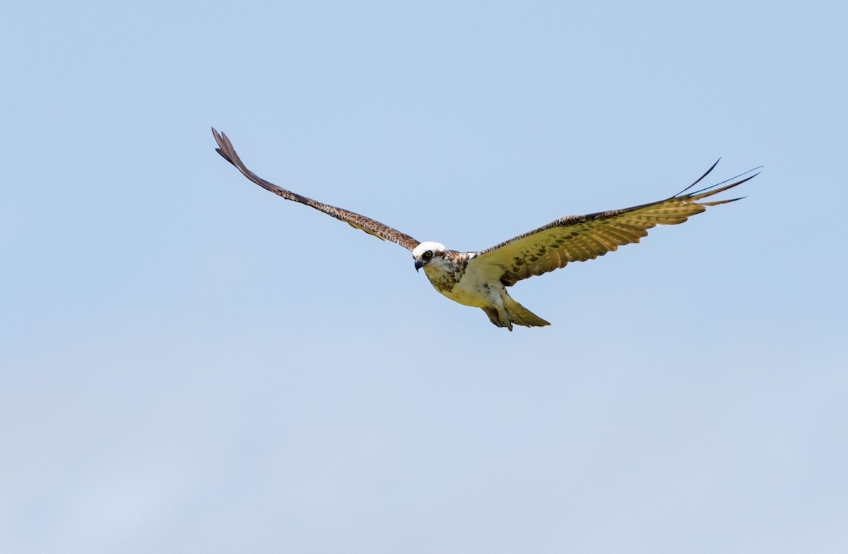 Osprey - ML516644161