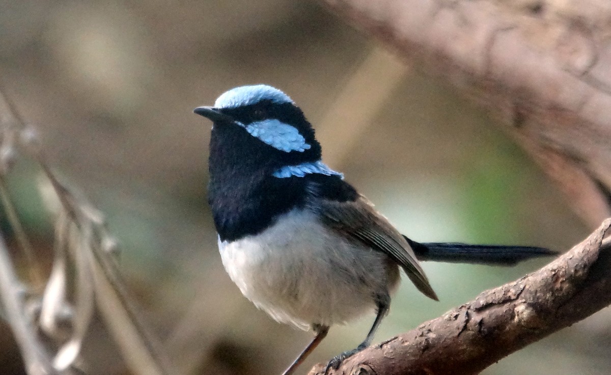 Superb Fairywren - ML516645041