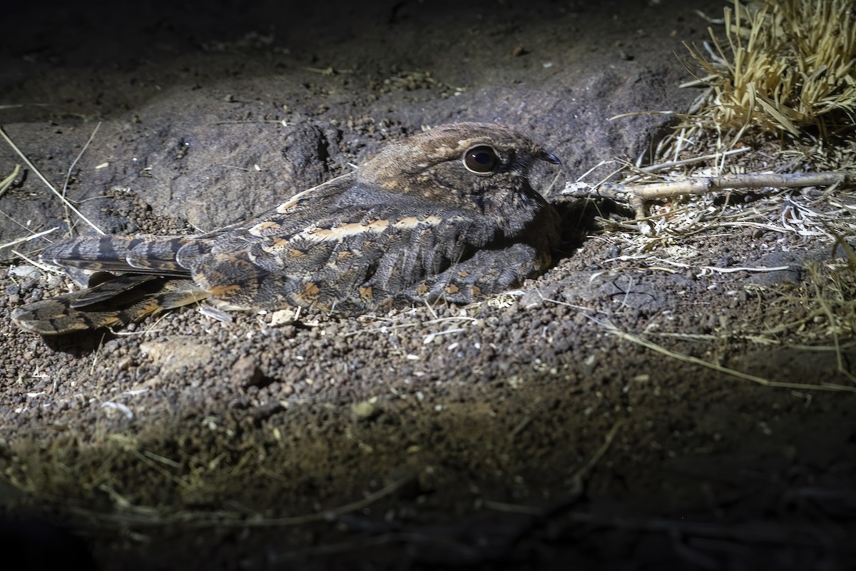 Savanna Nightjar - ML516645811