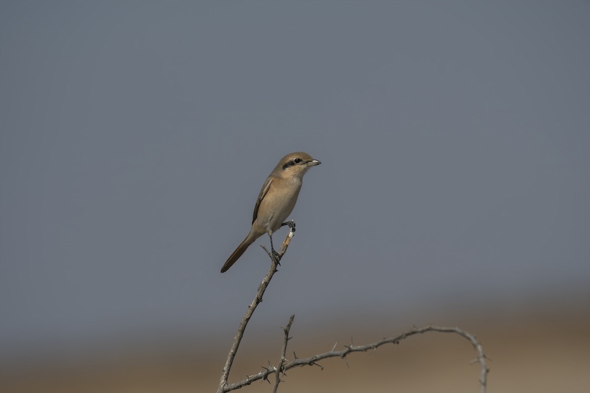 Isabelline Shrike - ML516645821