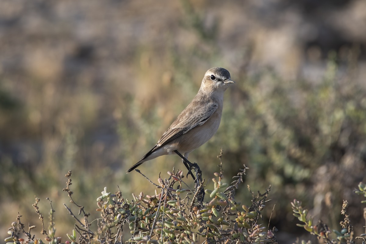 Isabelline Wheatear - ML516645831