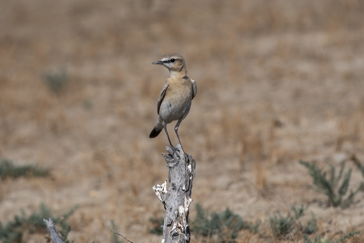 Isabelline Wheatear - ML516645841