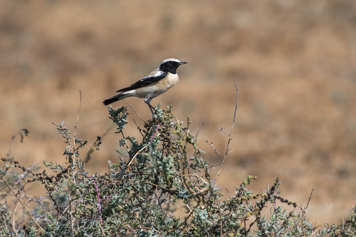 Desert Wheatear - ML516645891