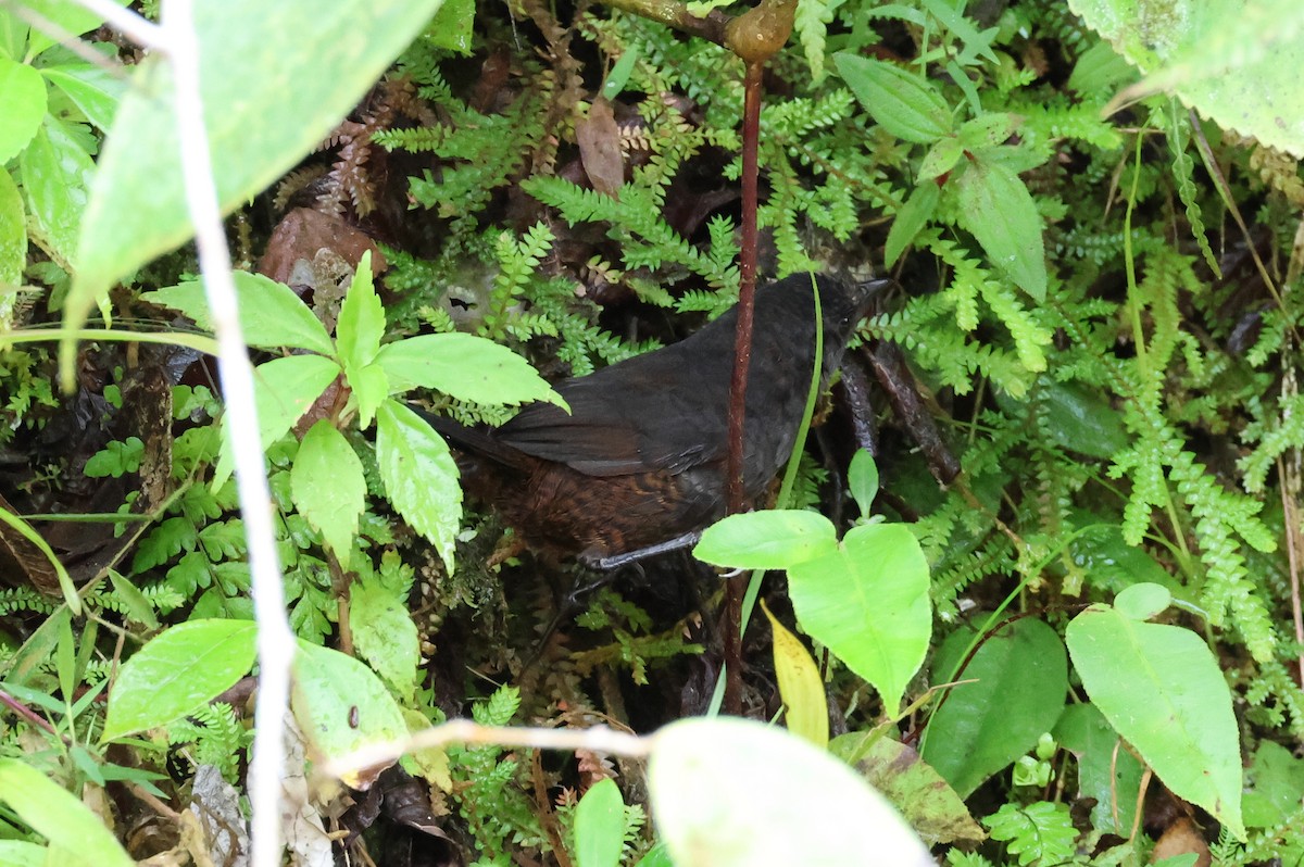 Choco Tapaculo - ML516646481