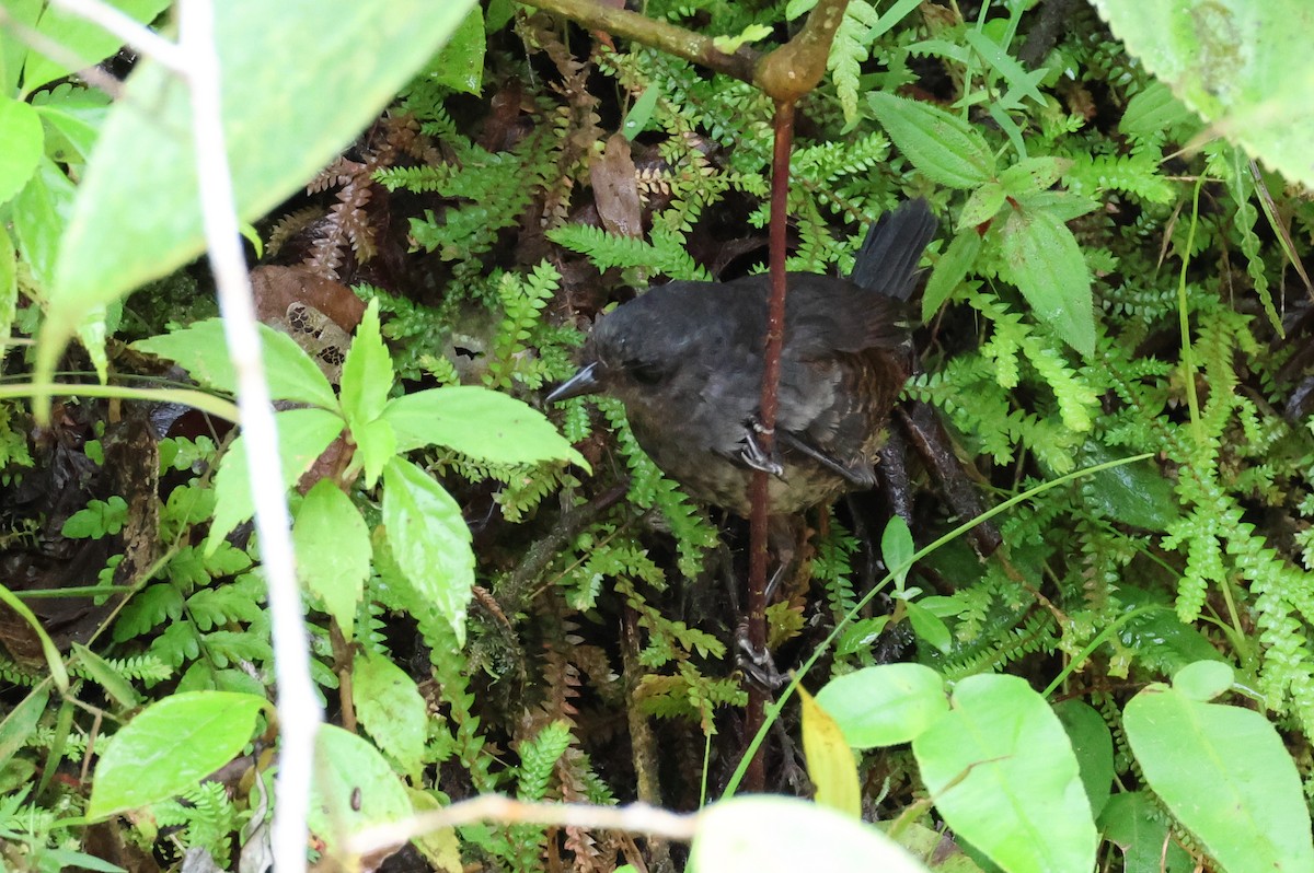 Choco Tapaculo - ML516646491